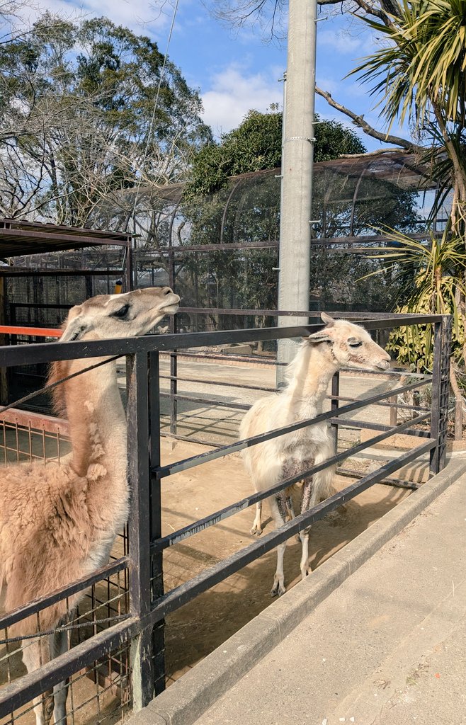 この子可愛いけど今にも唾飛ばしそうで怖いやつ