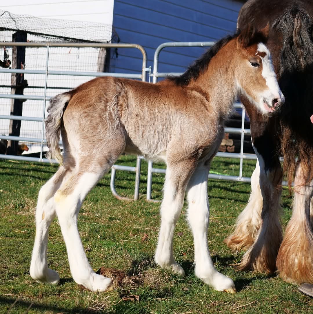 Baby's first day outside in the big world.  Figuring out how the legs work.  Her name is Granville Farm's Crown Jewel, aka Jewels. 💓