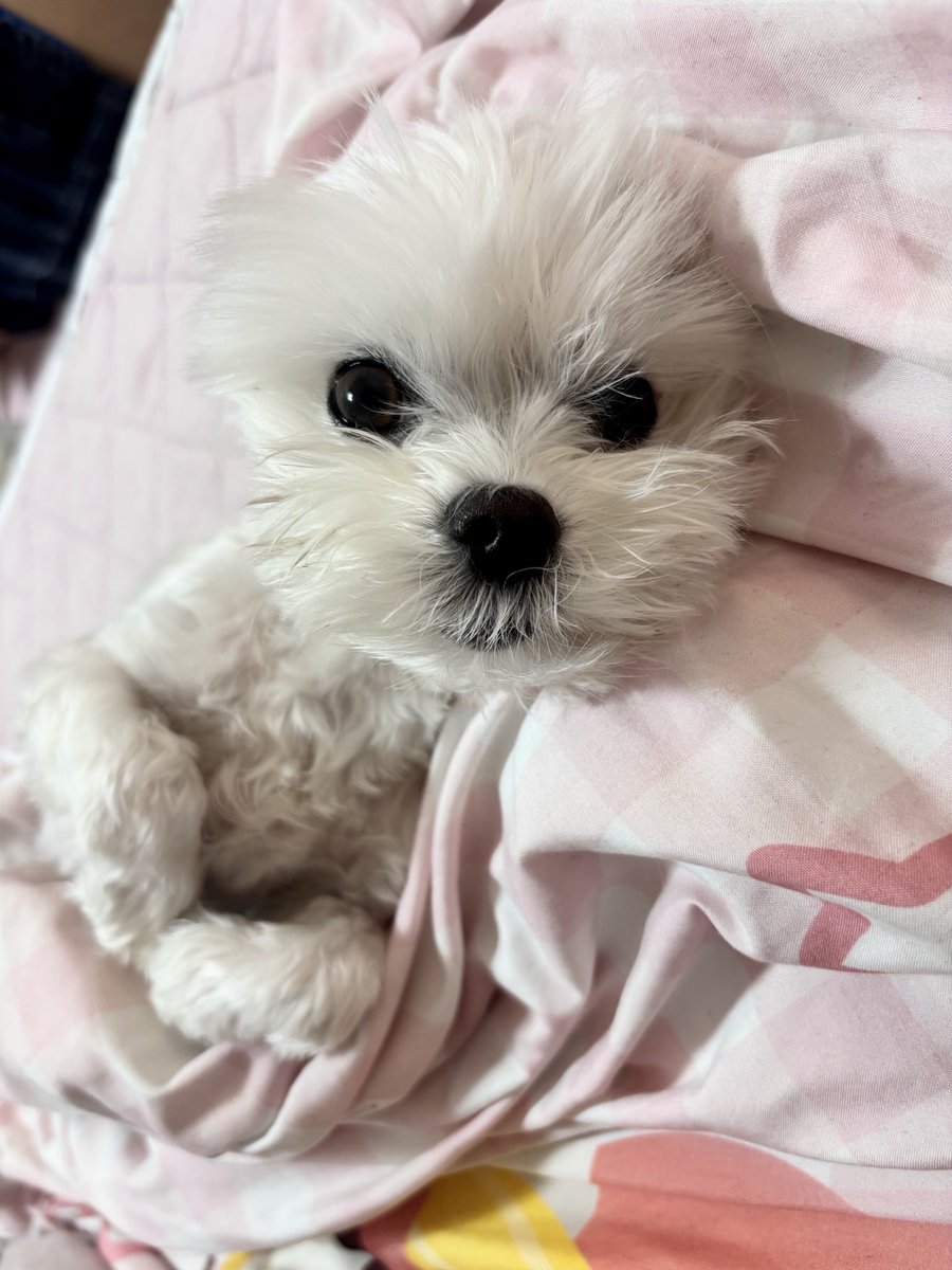 최늘최별 tweet media