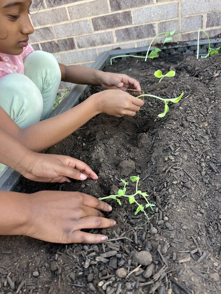 Jane Ruestmann Elementary School students planted vegetable plants today in raised beds! ☀️
