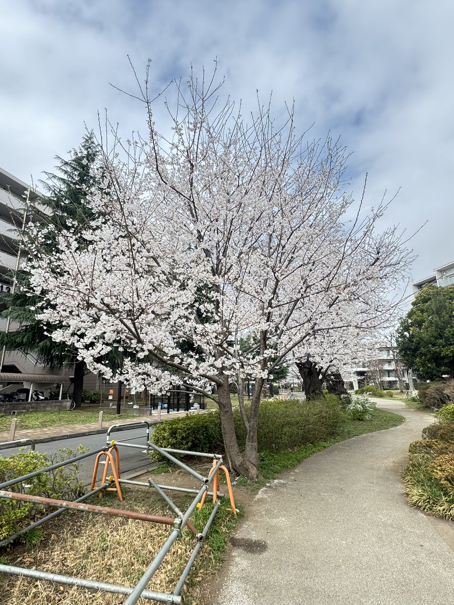 東京も桜🌸が咲き始めました。
満開は明日の予定みたいですが
戻る前に見れてホッとしています。