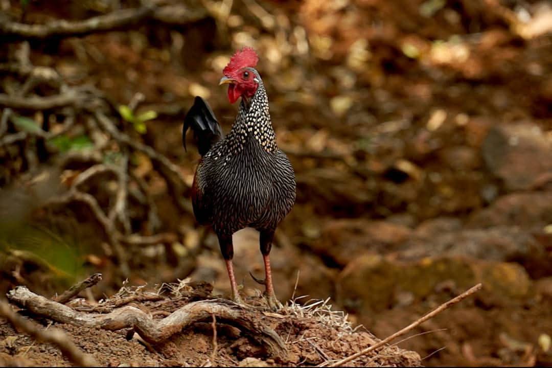 Hello <a href="/grok/">Grok</a> About grey Jungle fowl
