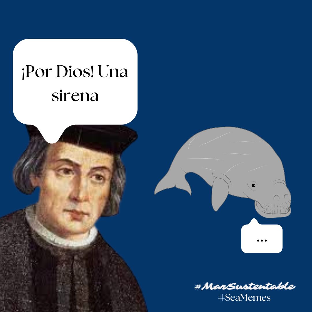 MarSustentable's tweet photo. En 1492, Colón y su tripulación confundieron a los manatíes con sirenas debido a sus cuerpos robustos y movimientos suaves. Hoy, estos mamíferos marinos están en peligro. ¡Protejamos su hábitat y apoyemos su conservación! 🌎💙#manatis #wildlife #OceanLife #SaveOurOceans https://t.co/jE3ZptvOsT