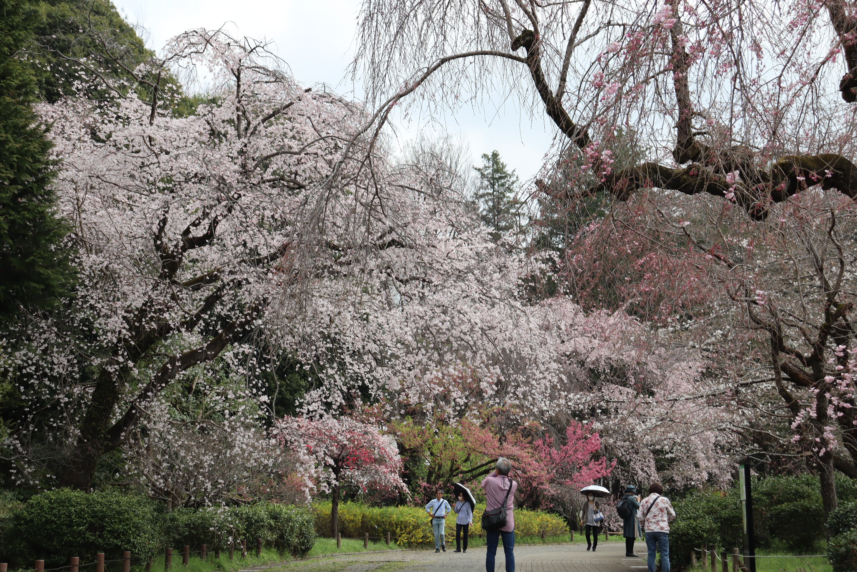 神代植物公園 【公式】 on X: 神代植物公園 【公式】 on X: