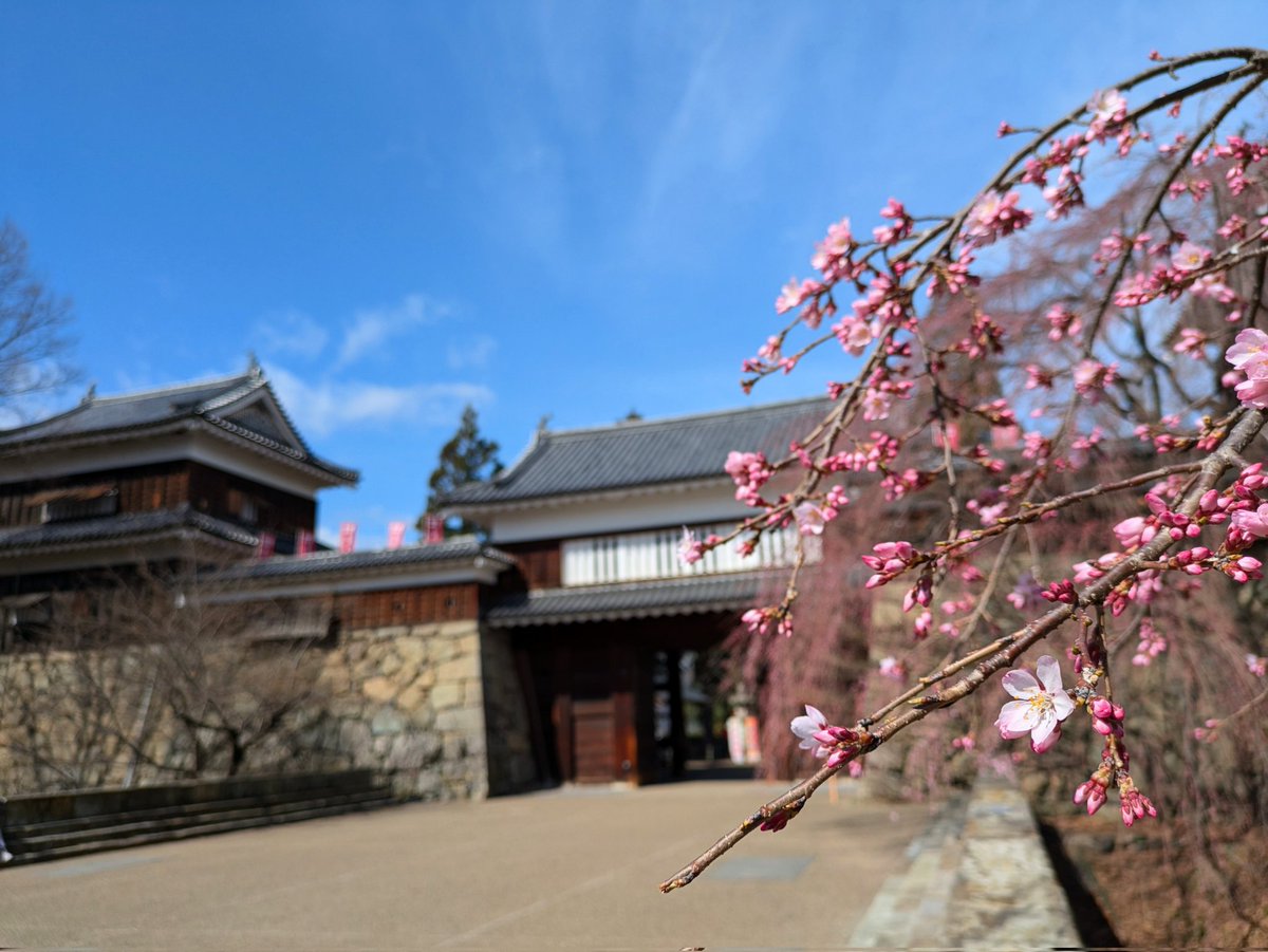 uedajyo_fukugen's tweet photo. #上田城と桜

少し目を離したら！
桜 咲初める上田城🌸 https://t.co/jvUtjuWOA5