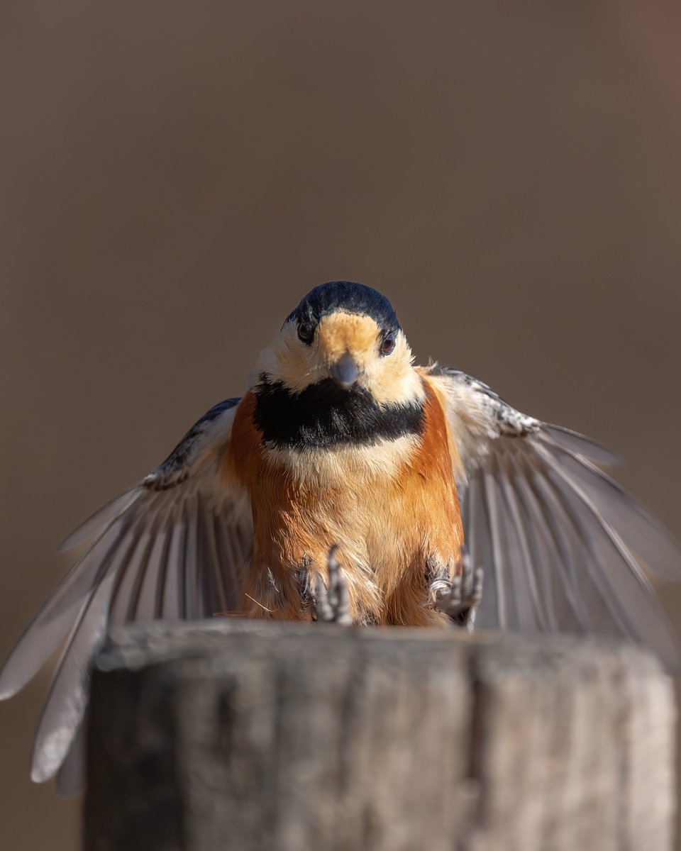 野鳥ver

#自作品のお気に入り四天王の画像を貼る_見た人もやる