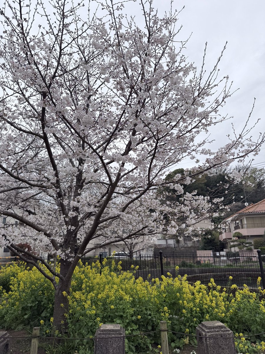 tdogbow's tweet photo. #おはようございます
#goodmorning #朝練 #桜と菜の花
#花無心招蝶蝶無心尋花 #良寛禅師
#今日も良い一日を
雨やんできました。 https://t.co/g6RaG7dcmS