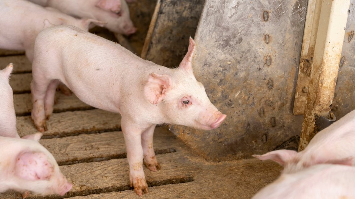 UCDavisCLEAR's tweet photo. On this farm, it’s all connected. 🧑‍🌾 🧡 

Dave Mensink &amp; family work tirelessly to grow healthy corn, carefully nurturing soil &amp; crops to ensure quality feed for pigs. It’s a labor of love, where fruits of their labors help raise strong, healthy animals to feed community. 1/ https://t.co/iOafUjS8dh