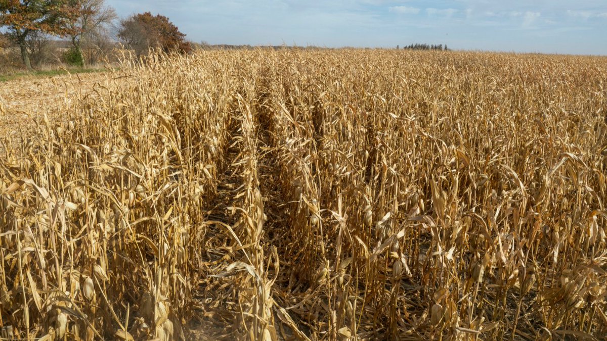 On this farm, it’s all connected. 🧑‍🌾 🧡 

Dave Mensink &amp; family work tirelessly to grow healthy corn, carefully nurturing soil &amp; crops to ensure quality feed for pigs. It’s a labor of love, where fruits of their labors help raise strong, healthy animals to feed community. 1/
