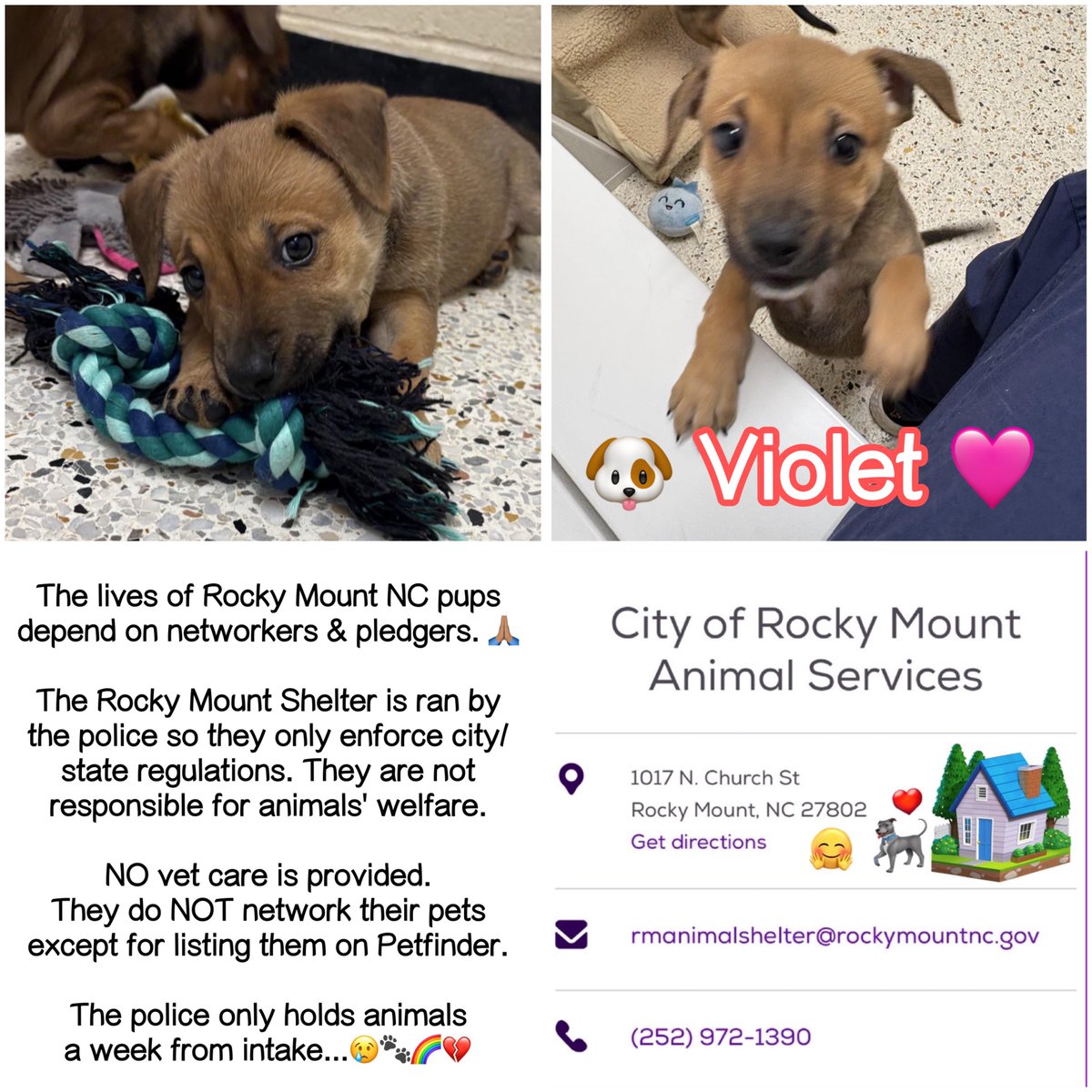 Dubs4Mutts's tweet photo. 🐶 VIOLET 🩷 #28597B is looking for a forever family in #RockyMount #NC Friendly, smart, playful, cute & super sweet #GSD #puppy 🤗 She loves playing w/sister Iris #28597A and is 👍🏽 w/other🐕s Violet just needs a loving🏡 #AdoptMe 🙏🏽 Needs OUT 3/31 🥺‼️ #FosterMe 📧 rmcriticalnetworking@gmail.com for ℹ️ https://t.co/hZowzm8ukl