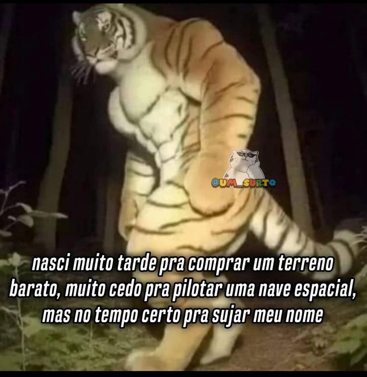 perfil dedicado a gatinhos e peitos (@odeiootaco) on Twitter photo 