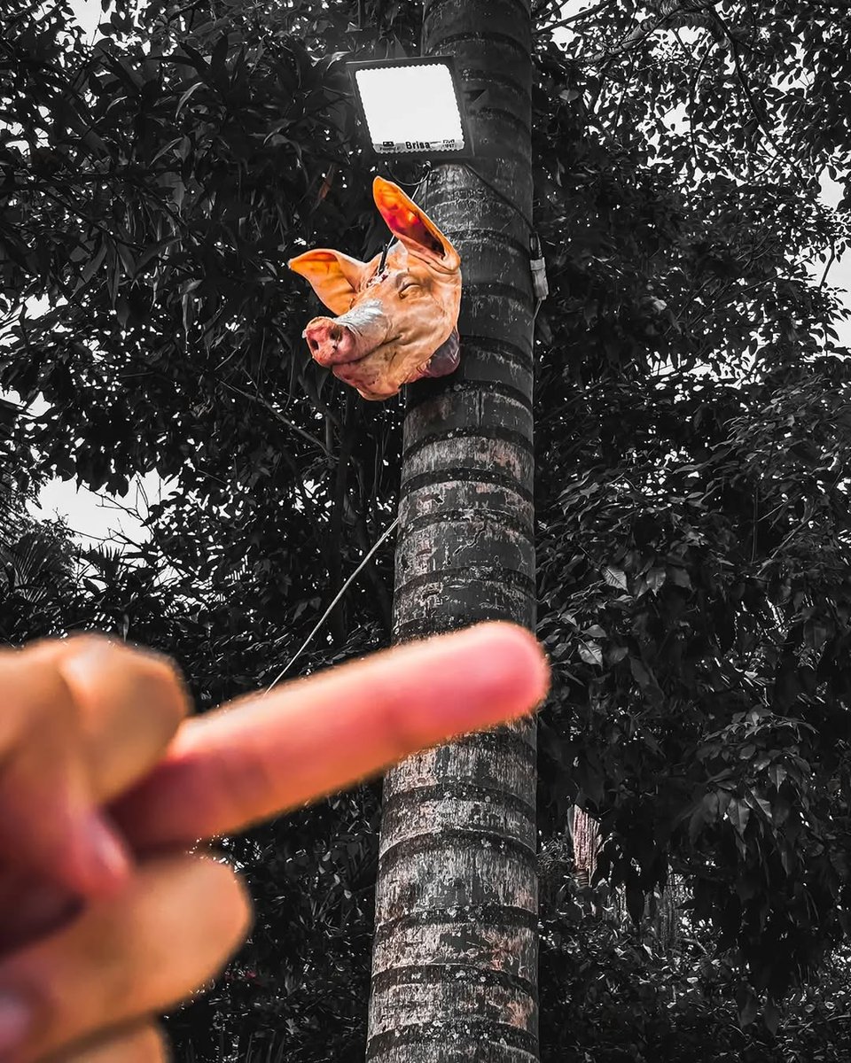 Que imagem foda 🦅