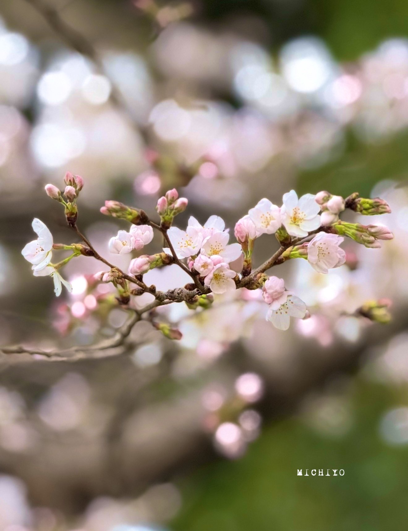 サクラサクラ垢 桜花雨桜多様鎖｜和のシルバーアクセサリーブランド［かすう工房］