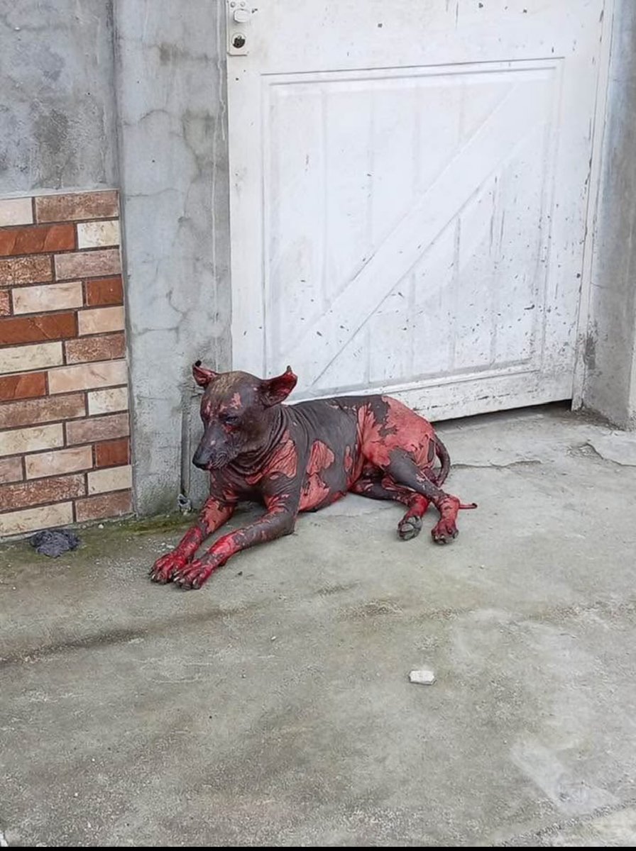 Llamado a las autoridades de Quevedo!

Señor Alcalde, buenas tardes.
Le rogamos encarecidamente que tome cartas en este asunto y se investigue a fondo para sancionar a quien haya cometido un acto tan cruel.
Quemar a un perrito de esa manera solo puede provenir de alguien con