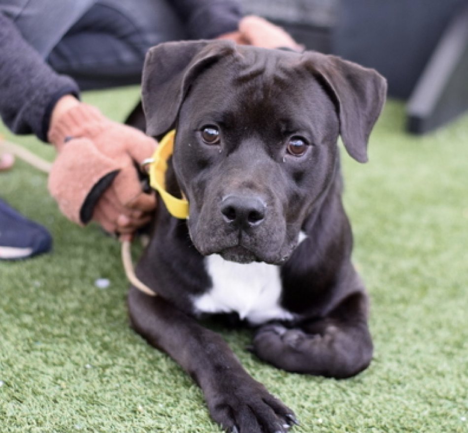 NMBewitched's tweet photo. We have one night to #SaveBenny
#FostersSaveLives 
#NYCACC

Benny guards his things?
Why?
Because we have never given him a stable life or taught him to share
Yep, it is on us
This #PuppyLove needs to be a solopet, exercise, routine, guidance &amp; love
Are you experienced?
Be a Hero https://t.co/opor82dGhW