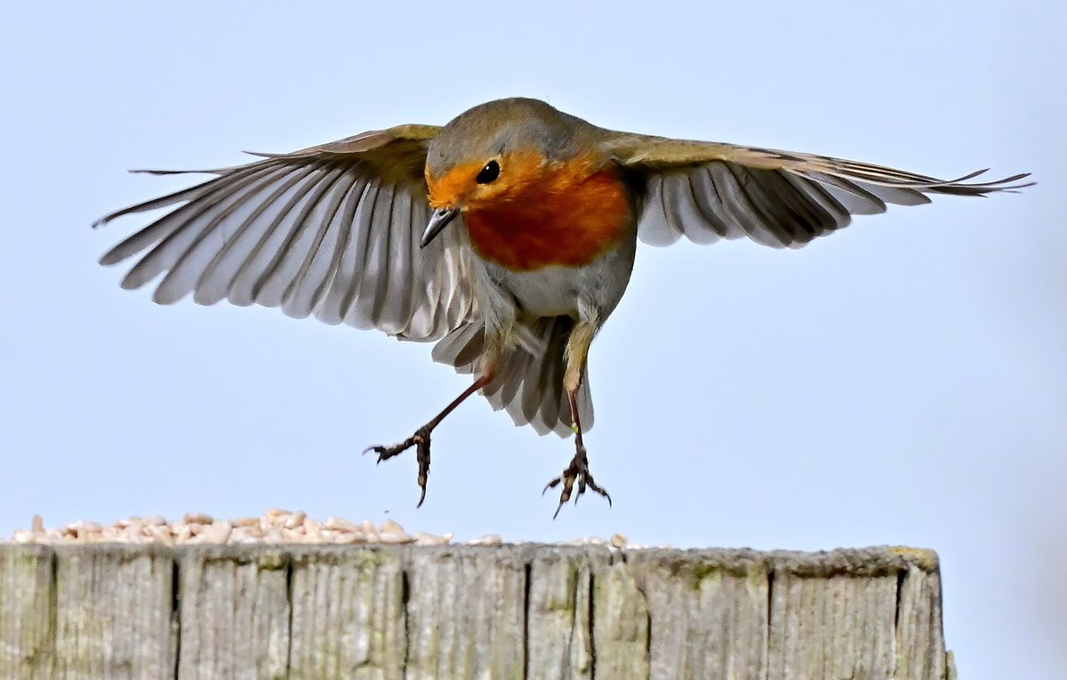 This Robin was so happy to see the seed I'd put out that it did a little dance of joy! 😁😍🐦