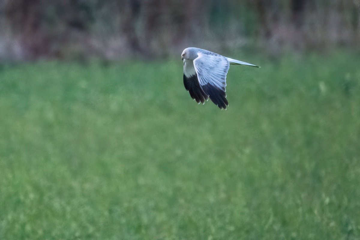SW_PhotoNature's tweet photo. What a surprise…A male hen harrier hunting locally this afternoon!
#henharrier #harrier #Norfolk #springwatch #BBCWildlifePOTD #countrydifephotos #birdsofprey #raptor #hunting #preditor https://t.co/PxBJbWoxwl