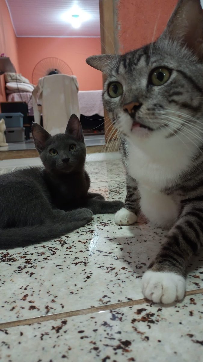 Boa noite Amicats. #ajudeosgatosdarizia