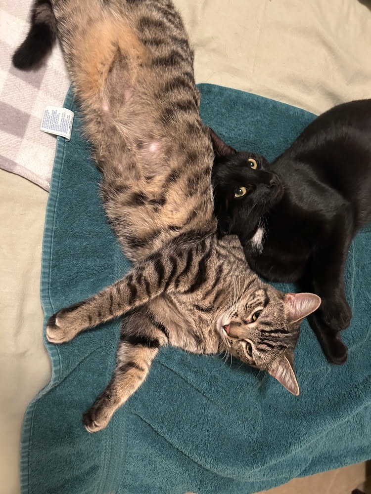 smokerschindimple tweet media