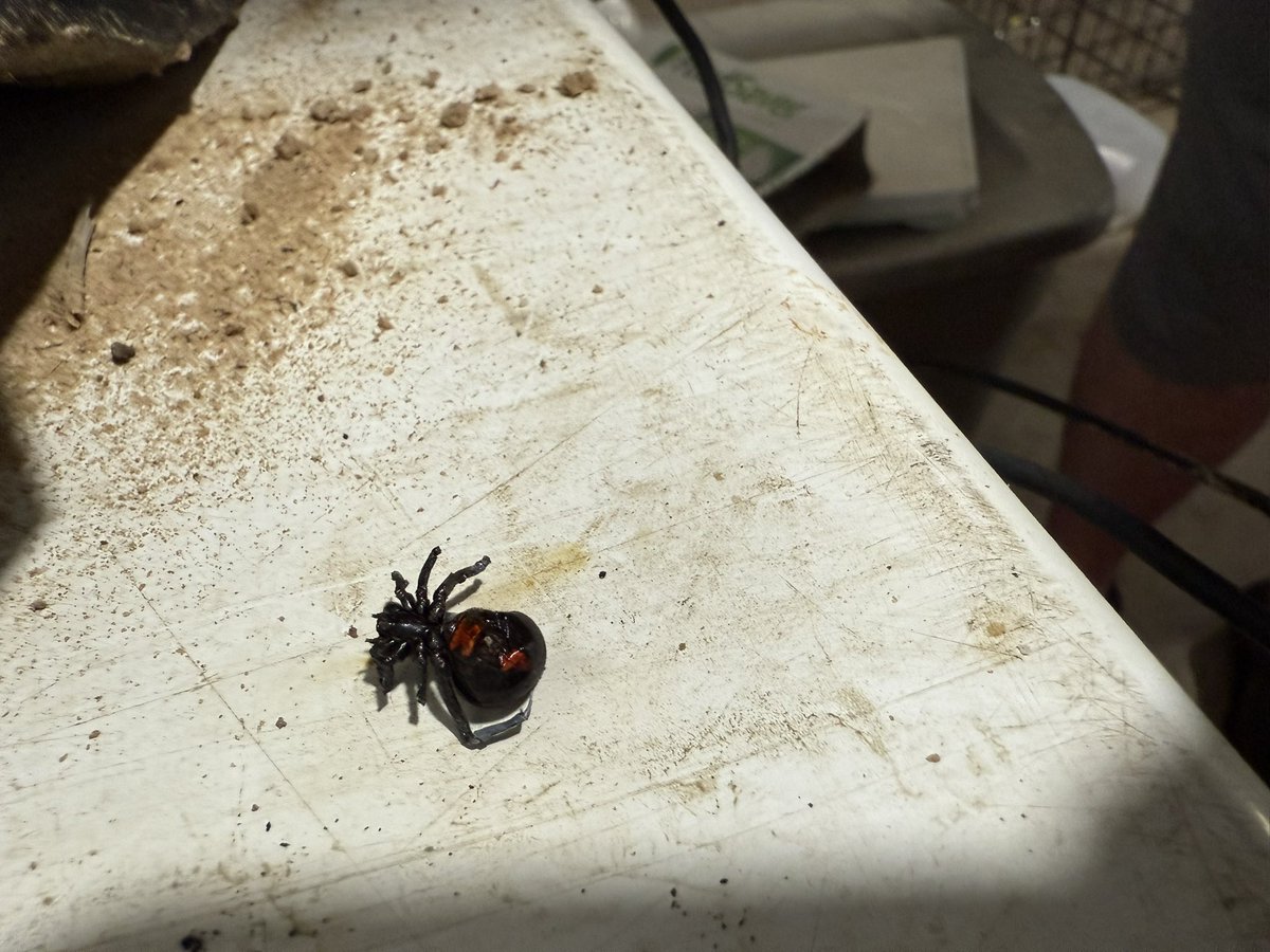 Before Ms. Black widow meets blowtorch and after Ms. Black widow meets blowtorch.   Largest Widow I’ve seen GA.
