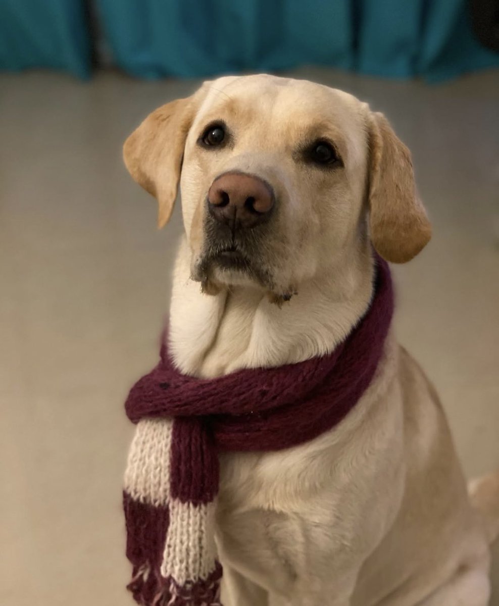 Hello my fur real friends 🐶