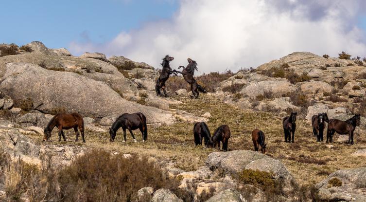 ViaLethes's tweet photo. 🐴🐎🏞️Dous #garranos (cabalos salvaxes autóctonos) do Parque Natural Baixa Limia - Serra do #Xurés (#Ourense) pugnan entre eles por liderar a manada
Foto: Cris (xures44) https://t.co/tveqN4r3mx