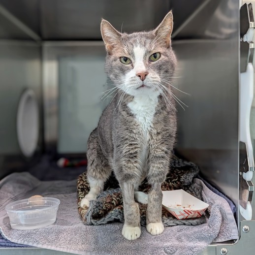 THERE ARE 34 ANIMALS (9 CATS &amp; 25 DOGS)  AT RISK FOR SATURDAY 03/29/25 DEADLINE IS NOON. PLEASE SHARE, FOSTER, ADOPT, TAG FRIENDS, POST TO SOCIAL MEDIA SITES, PLEDGE TO  HELP SAVE THEIR LIVES. NEW PHOTOS. newhope.shelterbuddy.com/animal/list