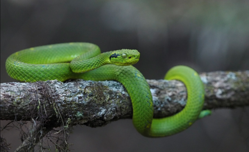 YoAmoaLaCiencia's tweet photo. Una serpiente a punto de desaparecer: el impacto de la tala ilegal en Chiapas

La nauyaca de árbol de manchas amarillas (Bothriechis aurifer) también conocida como nauyaca verdinegra, cantil loro o cantil verde, vive en el sureste de México, especialmente en Chiapas, y en algunas zonas de Guatemala. 

Prefiere los bosques nublados y montañosos, donde se camufla entre la vegetación gracias a su color verde con manchas amarillas. 

Como serpiente arborícola, pasa la mayor parte de su vida en los árboles, cazando anfibios, lagartijas y pequeños mamíferos. 

Su veneno es hemotóxico y neurotóxico, afectando la coagulación de la sangre y el sistema nervioso de sus presas.

En humanos, una mordedura puede causar hinchazón, necrosis, dolor intenso y, en casos graves puede afectar órganos vitales como el hígado o los riñones.

Sin embargo, no se considera una serpiente letal, ya que no es agresiva y solo muerde en defensa propia si se siente acorralada o amenazada así que los casos de envenenamiento son poco frecuentes.

Esta especie se encuentra en la categoría de Amenazada en México y esta sujeta a protección especial por la NOM-059-SEMARNAT-2010.

La tala ilegal en los bosques nublados de Chiapas está destruyendo el hábitat de esta serpiente, provocando su desaparición.

Alicia Bárcena, titular de la Semarnat, debe de implementar medidas de protección más estrictas, como el refuerzo de la vigilancia, sanciones más severas y la creación de programas de conservación específicos para esta serpiente y su ecosistema. 

¿Qué planes tiene el gobierno de Sheinbaum para garantizar la preservación de esta especie y su hábitat?
