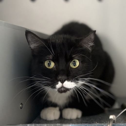 THERE ARE 34 ANIMALS (9 CATS &amp; 25 DOGS)  AT RISK FOR SATURDAY 03/29/25 DEADLINE IS NOON. PLEASE SHARE, FOSTER, ADOPT, TAG FRIENDS, POST TO SOCIAL MEDIA SITES, PLEDGE TO  HELP SAVE THEIR LIVES. NEW PHOTOS. newhope.shelterbuddy.com/animal/list