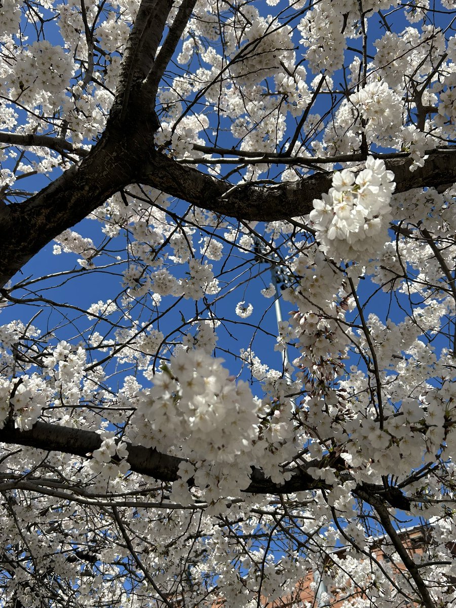 MarioDMarquez's tweet photo. Happy 🍒Blossom SZN🌸🌸🌸 https://t.co/UD4zzsdjQ8