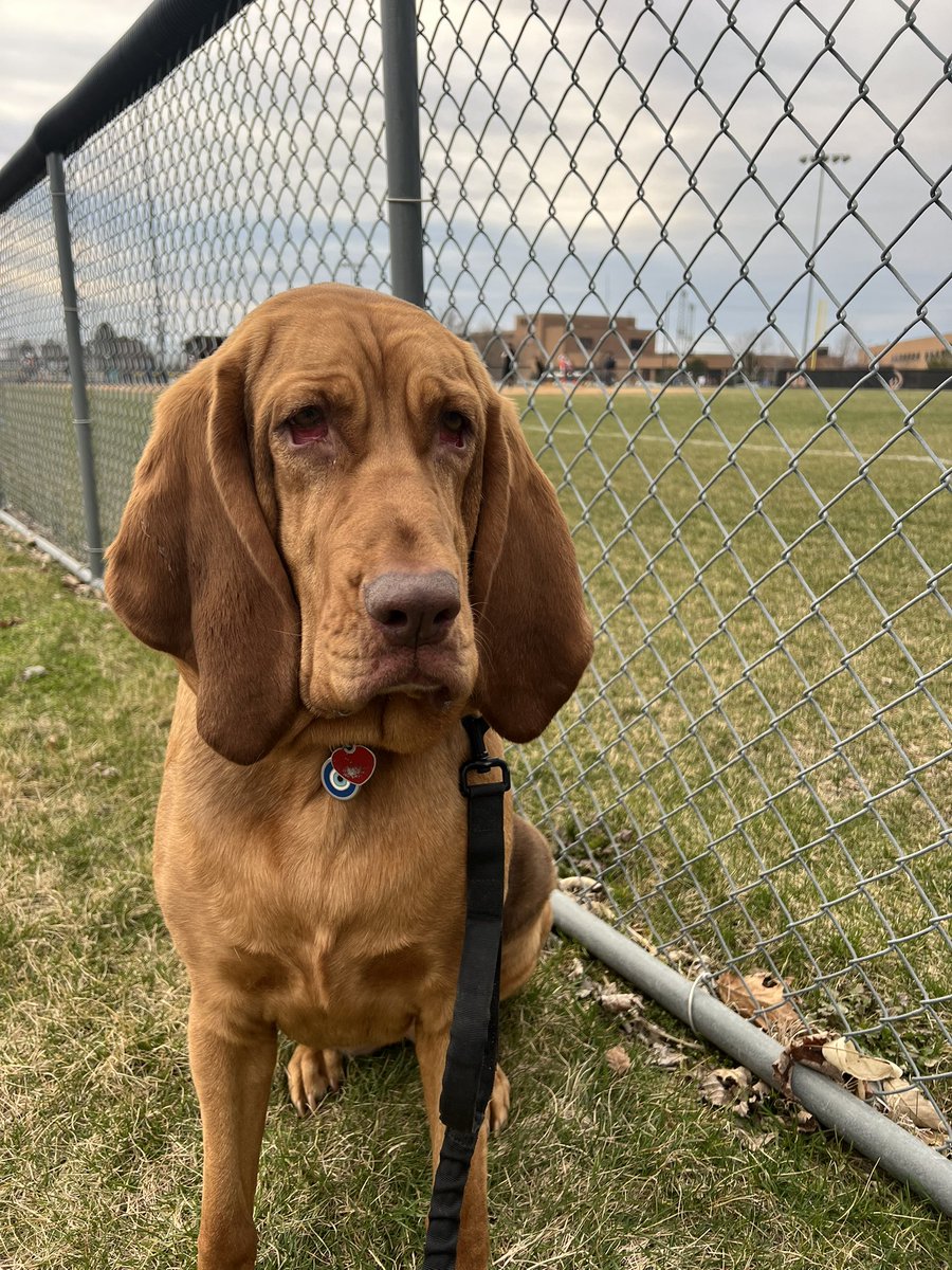 Brought Moraine’s best scout Ms.Dotty to watch some high school softball today