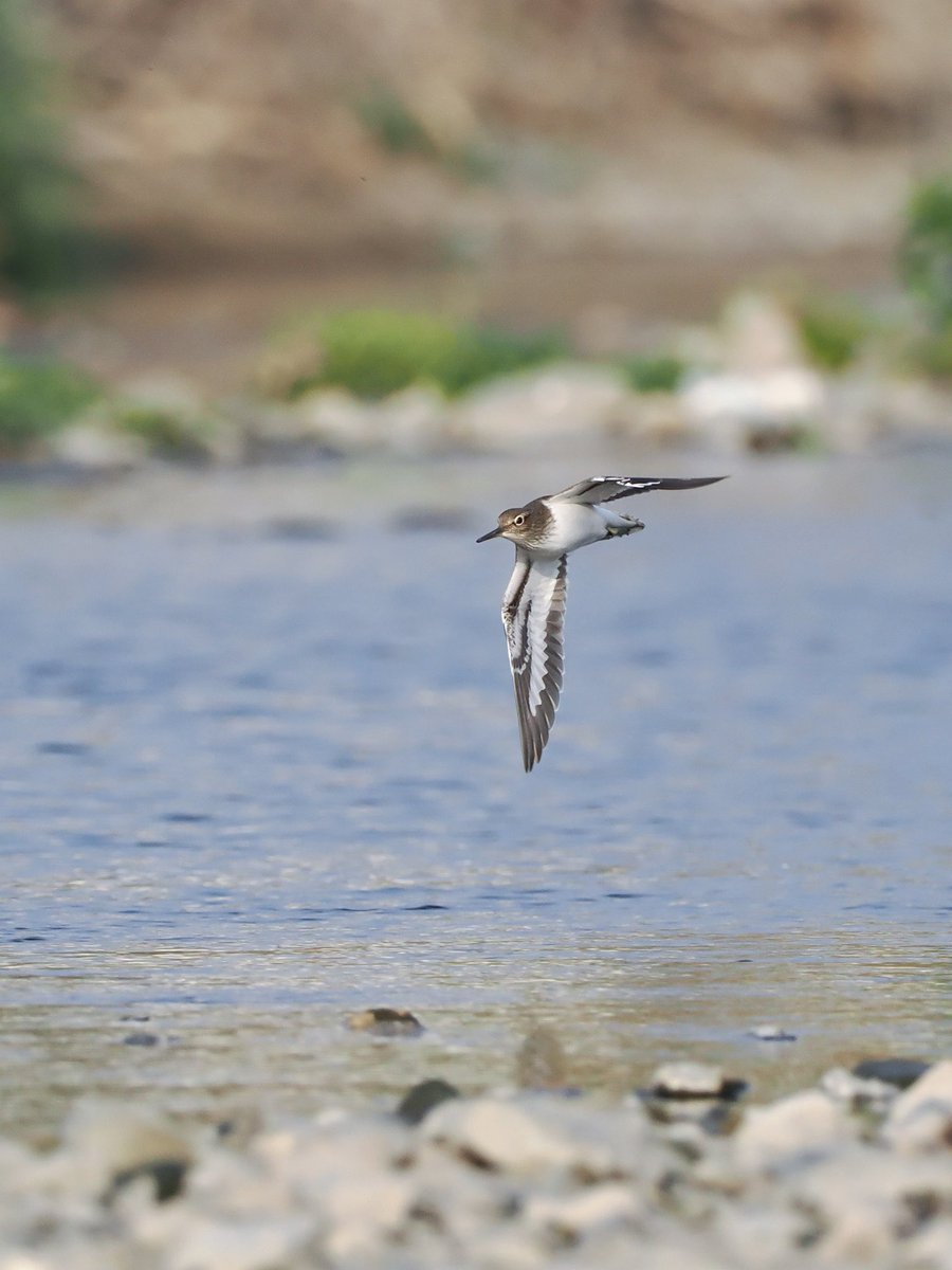 ohana234789's tweet image. 今日は 仕事終わったらどこ行こうかな〜٩( ᐛ )و
温泉も入りたいしなぁ…♨️
#ハマシギ