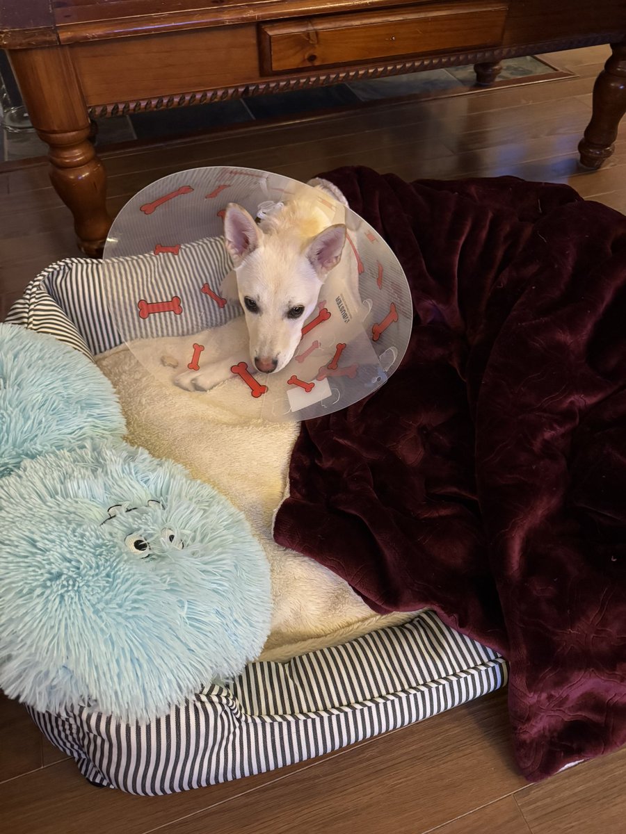 Brad Harrison tweet media