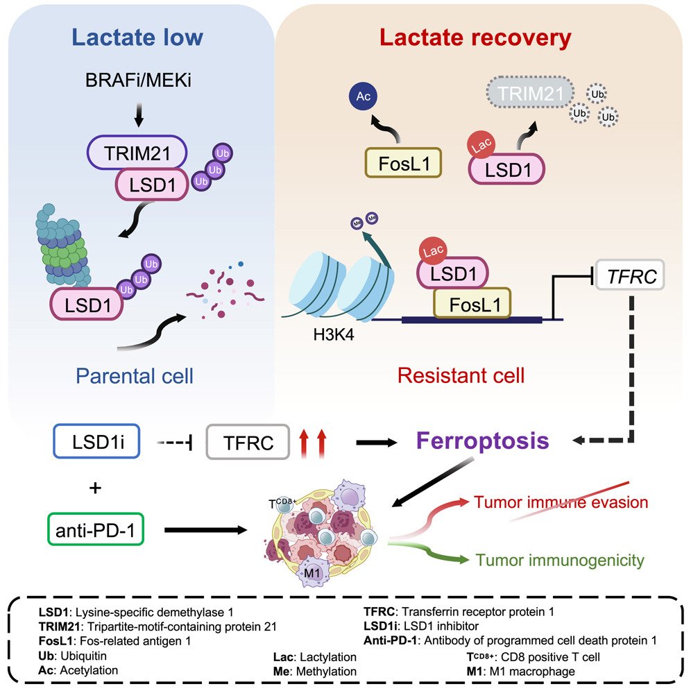 DermalCell's tweet image. New research out of Xiamen University highlights a crucial role of metabolic rewiring-induced #EpigeneticReprogramming as a bypass resistance mechanism in BRAFi/MEKi-resistant #melanoma.

💡Find it in @Dev_Cell: bit.ly/4hLnqUA