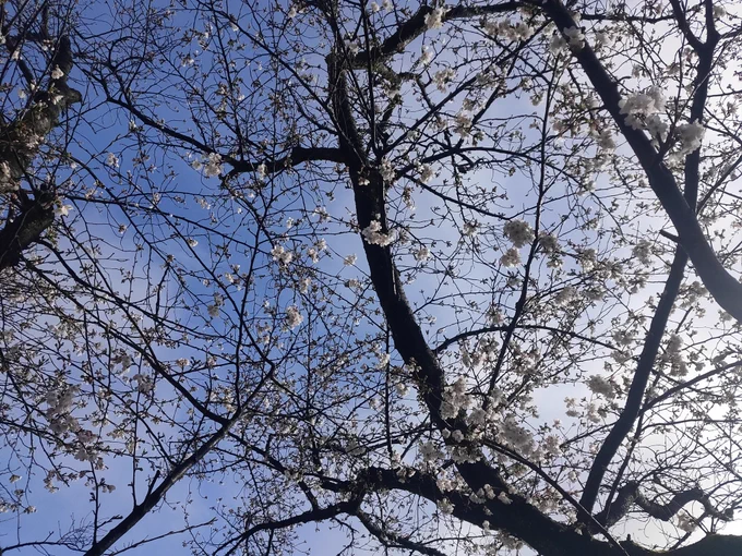 これは何分咲きなのだろうか 