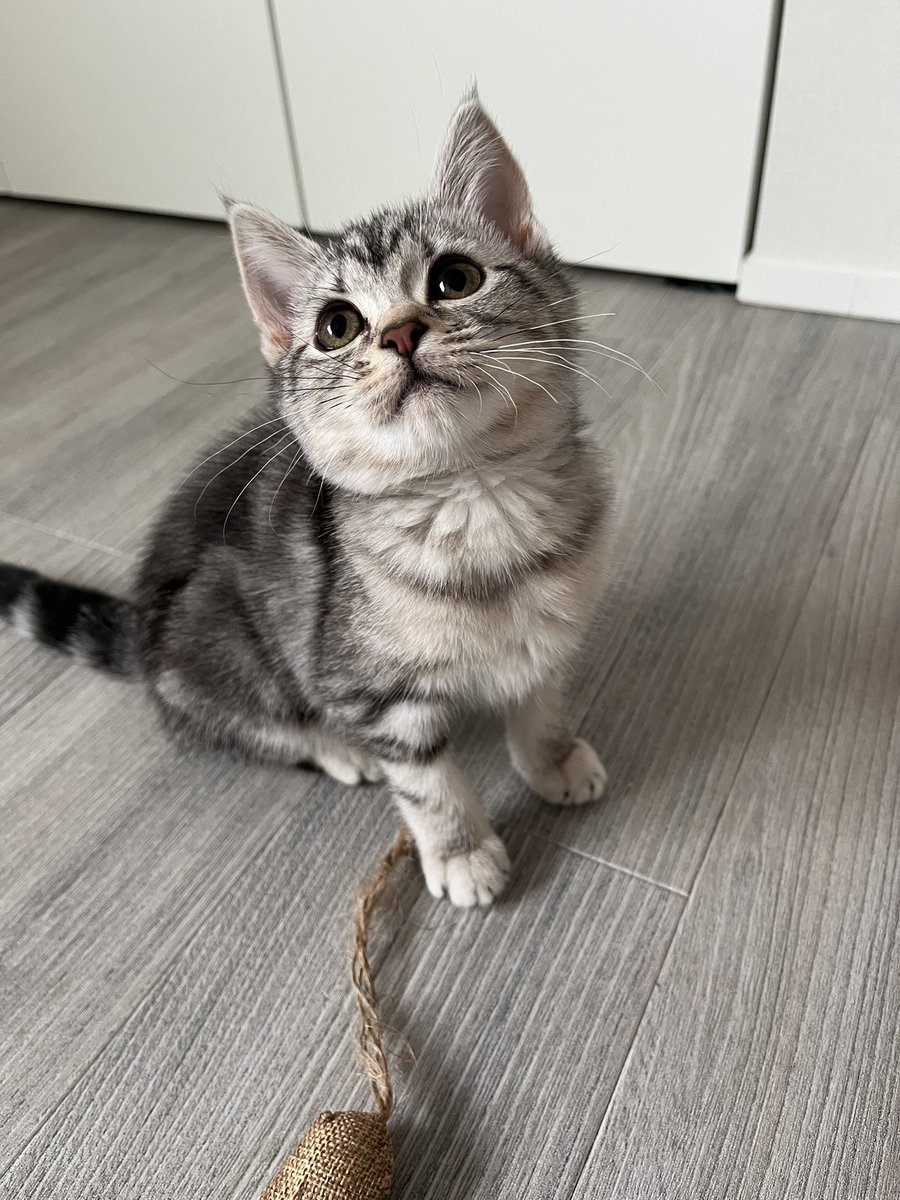 子猫をお迎えしました
シルバータビーの女の子です
ほぼ覗いているだけのXですが、気まぐれ投稿していきます
今年4才を迎えるゆきも元気です