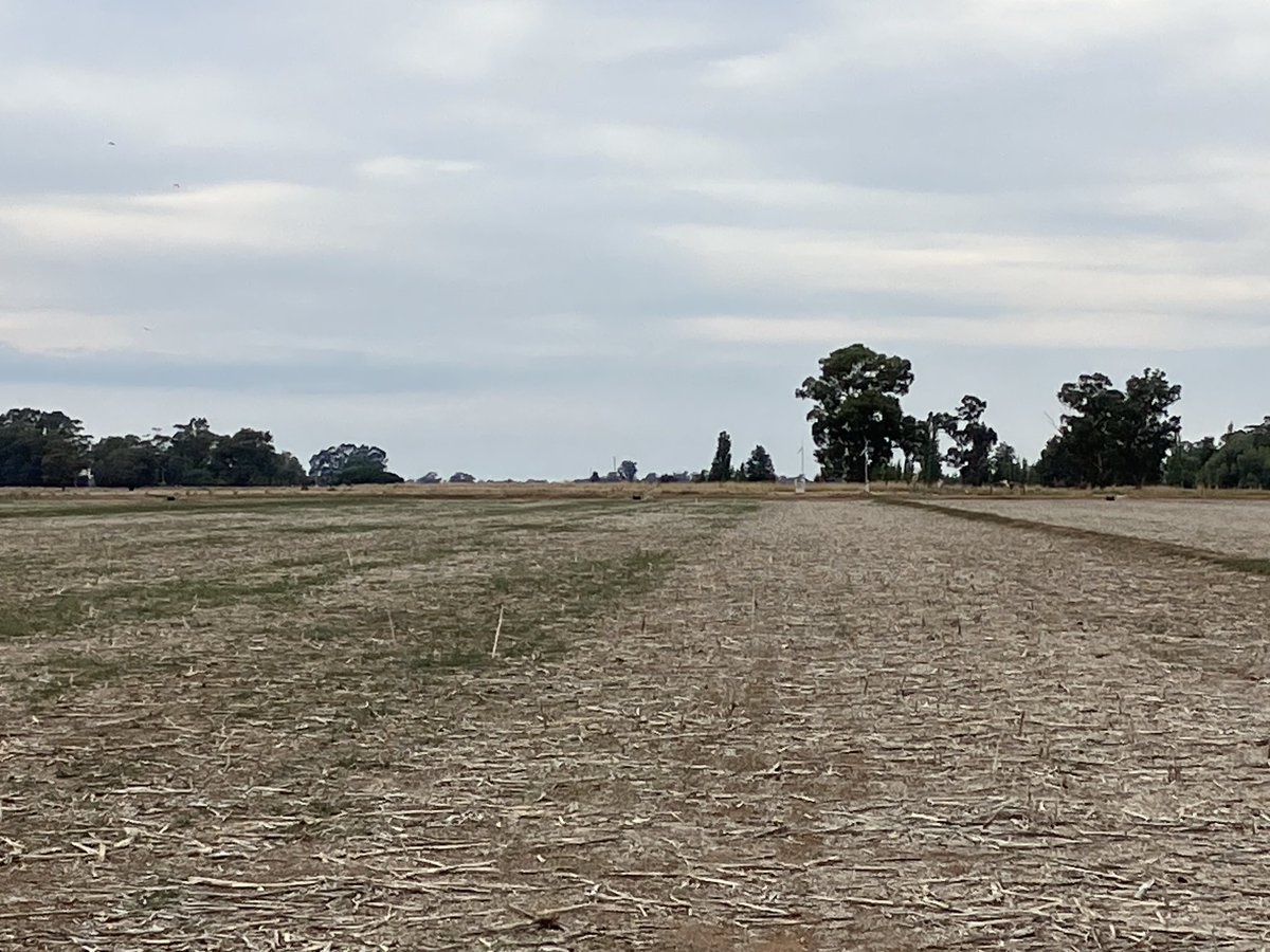 Effect from fertiliser burn 2024 and subsequent cleaner fallow 2025. A simple change between front and back tubes made a massive difference Good learnings from last season in preparation for canola plant this year.