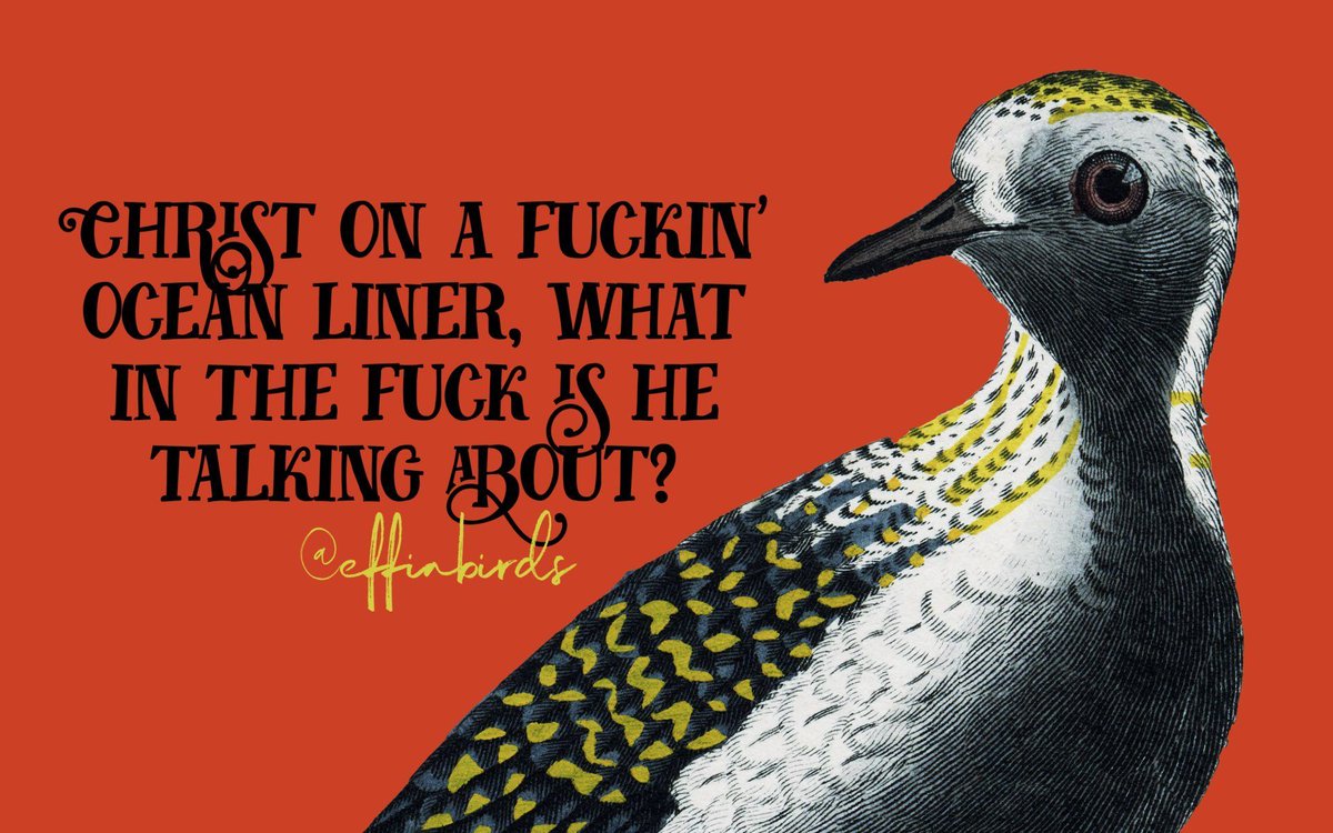 Effin' Birds tweet media