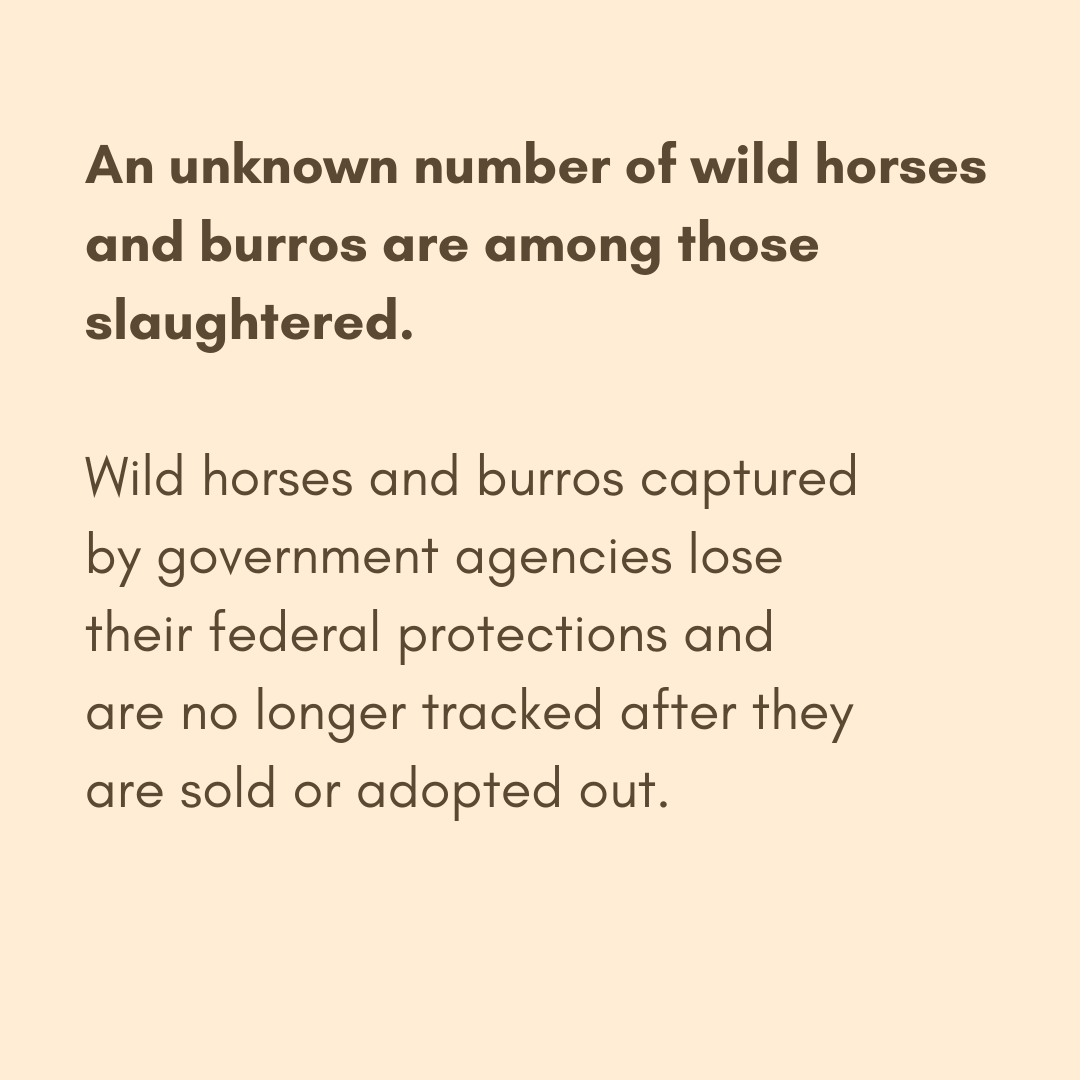ReturnToFreedom's tweet photo. Click https://t.co/SsMXJETcIz to send a letter to your members of Congress in support of a ban on horse slaughter. #yes2safe #nohorseslaughter https://t.co/9JZiImMyBW