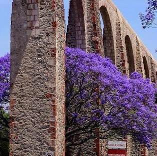 #JacarandaAzteca