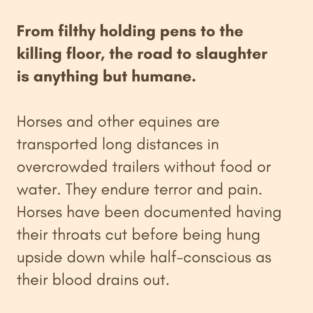ReturnToFreedom's tweet photo. Click https://t.co/SsMXJETcIz to send a letter to your members of Congress in support of a ban on horse slaughter. #yes2safe #nohorseslaughter https://t.co/9JZiImMyBW