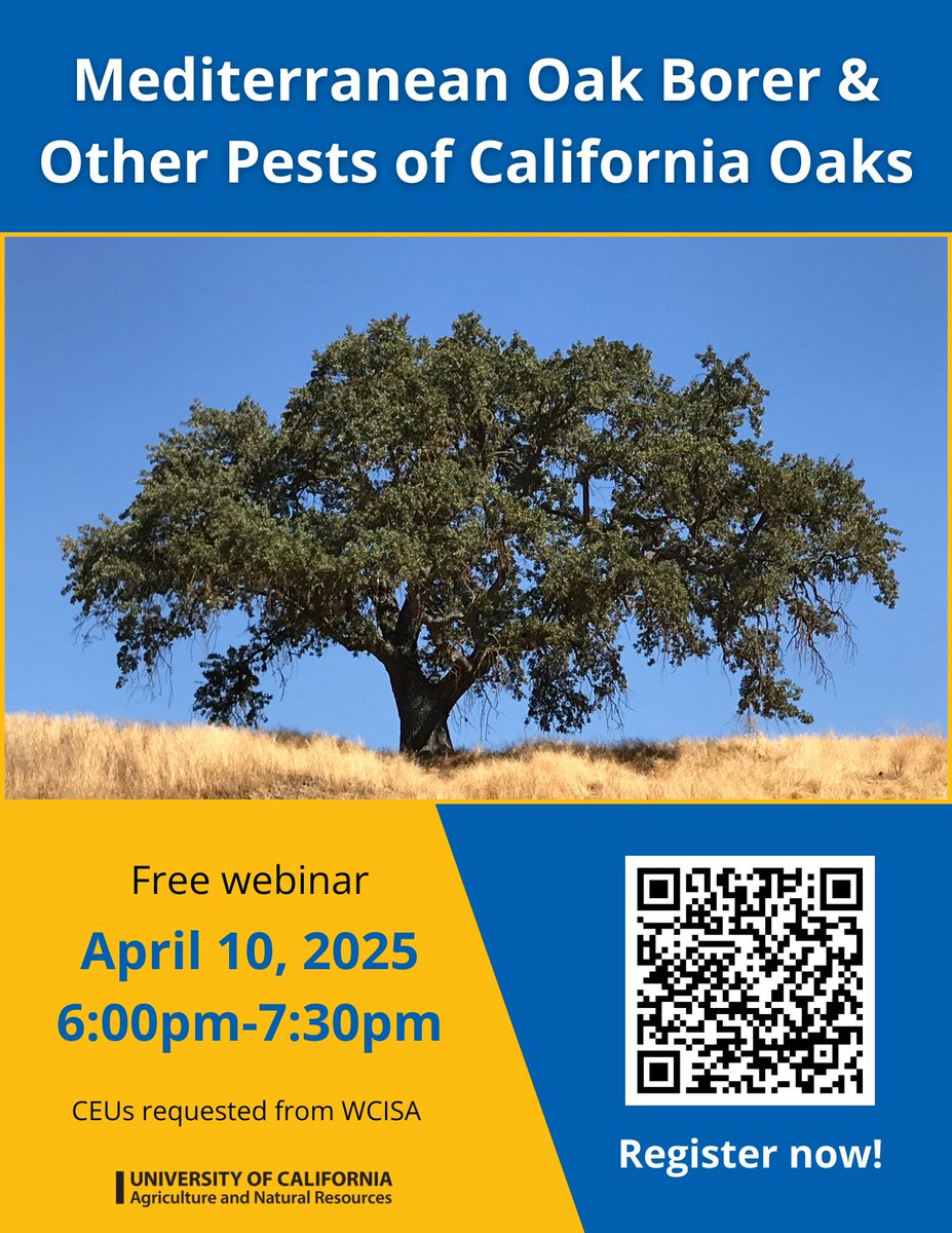 Join UC IPM for a free webinar on the invasive Mediterranean Oak Borer (MOB) and other important oak tree pests on April 10, 2025 from 6:00 pm to 7:30 pm.

Register at ucanr.zoom.us/webinar/regist…

ucanr.edu/blog/pests-urb…
