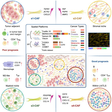 Online Now: Conserved spatial subtypes and cellular neighborhoods of cancer-associated fibroblasts revealed by single-cell spatial multi-omics dlvr.it/TJnywK