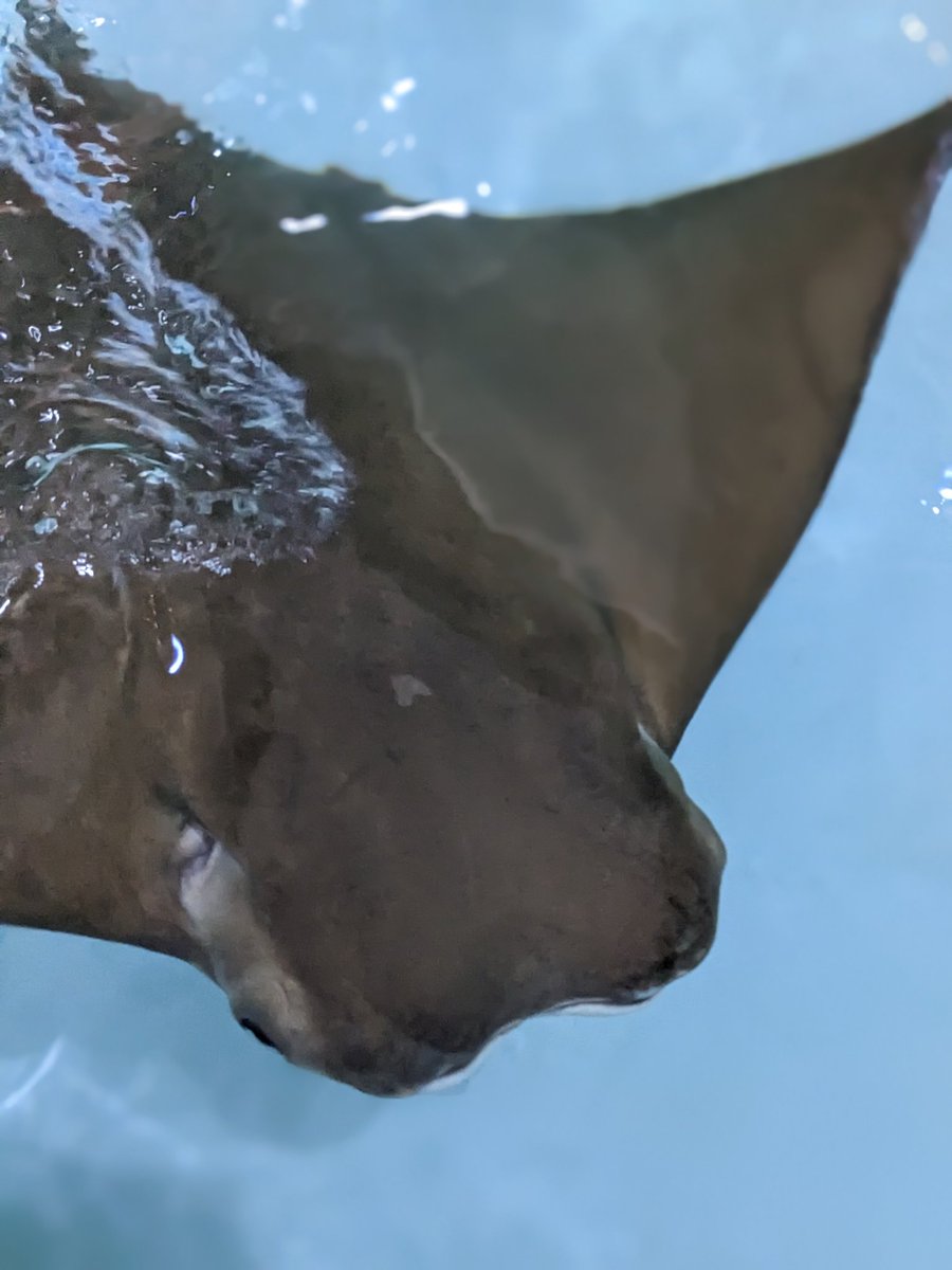 REEE50150649's tweet photo. @NathanNokesvo @JQuasto Bros! Best of bros! What photo should I submit for a photo contest for the aquarium I volunteer at!? π #nowaybro #ifa #ororon https://t.co/Da3h8irNBb