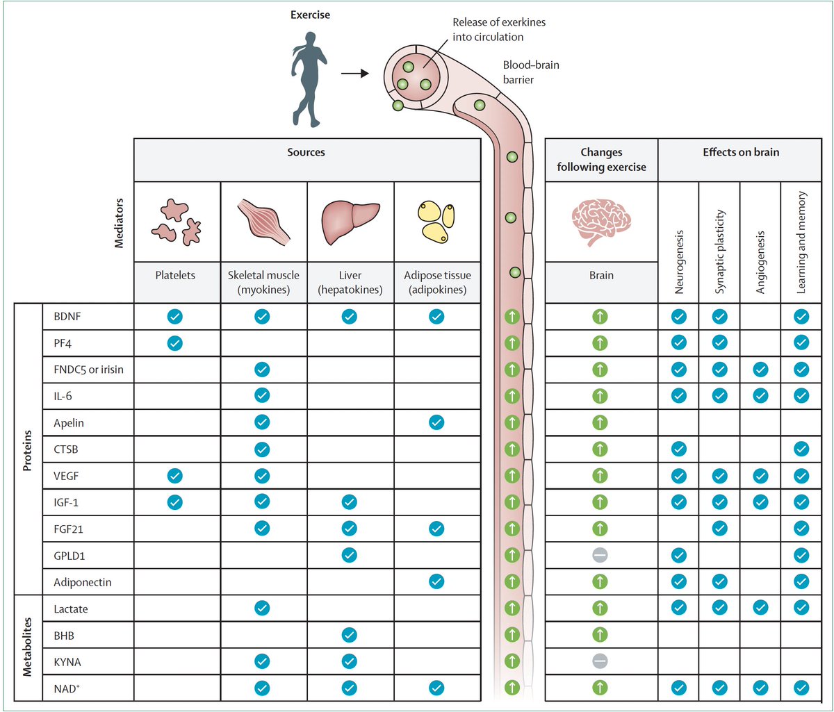Eric Topol (@erictopol) on Twitter photo How does exercise and fitness promote healthy brain aging?
An outstanding, comprehensive review <a href="/TheLancet/">The Lancet</a>
reduced neuroinflammmation, preserves blood-brain-barrier, neurogenesis, role of exerkines, and much more
thelancet.com/journals/lance… <a href="/AtefeTari/">Atefe R. Tari</a> <a href="/UWisloff/">Ulrik Wisloff</a> <a href="/CERG_NTNU/">CERG</a> <a href="/NTNU/">NTNU</a> How does exercise and fitness promote healthy brain aging?
An outstanding, comprehensive review <a href="/TheLancet/">The Lancet</a>
reduced neuroinflammmation, preserves blood-brain-barrier, neurogenesis, role of exerkines, and much more
thelancet.com/journals/lance… <a href="/AtefeTari/">Atefe R. Tari</a> <a href="/UWisloff/">Ulrik Wisloff</a> <a href="/CERG_NTNU/">CERG</a> <a href="/NTNU/">NTNU</a>