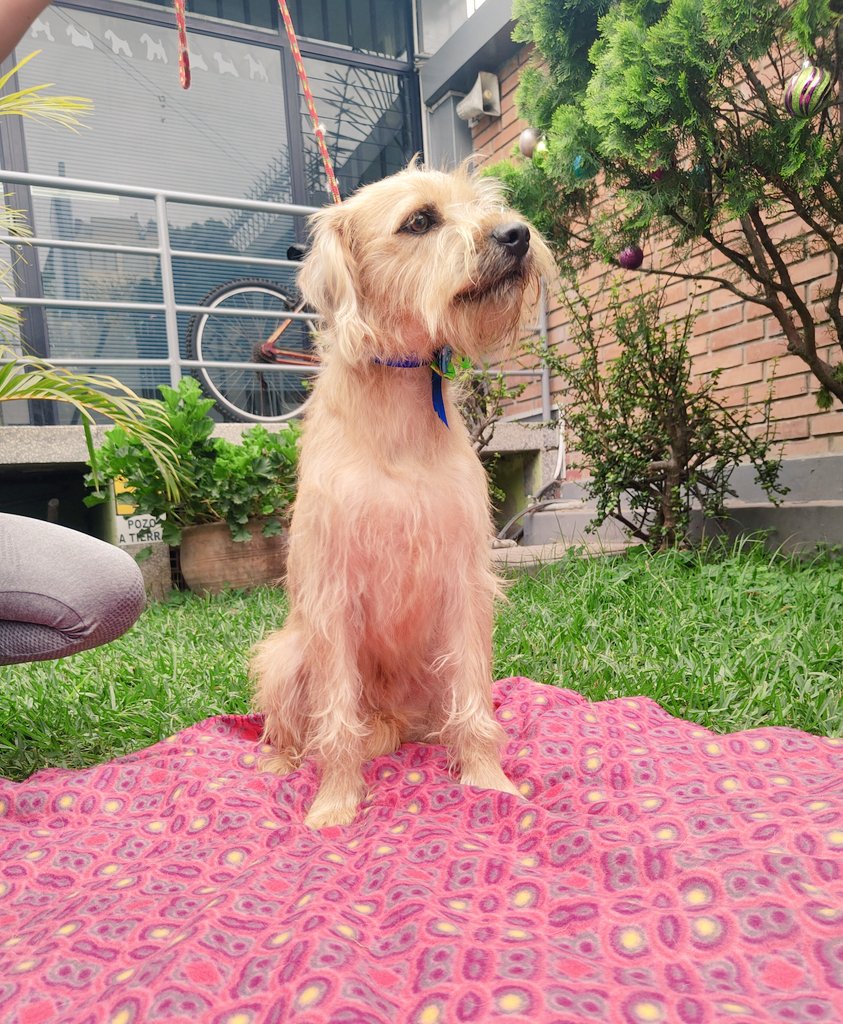 rommyb's tweet photo. DENVER QUEDÓ SOLITO
Su pinky Tokyo logró adopción, y ahora Denver ha quedado triste. 2 años, ya castrado, cariño y lealtad puros. ¿Lo adoptas? DM o WSP 993350175 975096690 999928979 Una mano en el 💖, y tu ☝️ en RT https://t.co/9a3wyFXslE