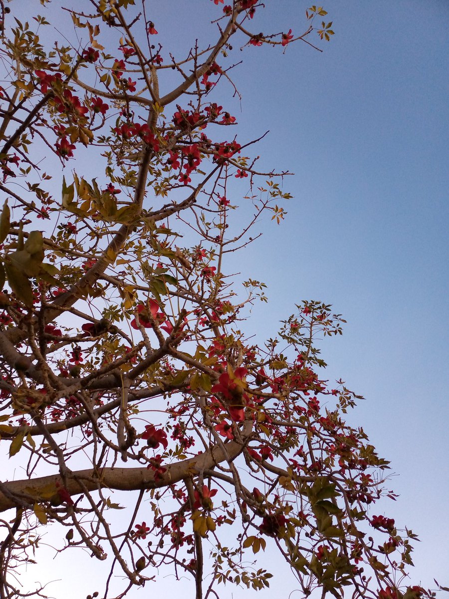 Nature’s way of showing that difference is a masterpiece.✨
26/3/2025                    17/3/2021