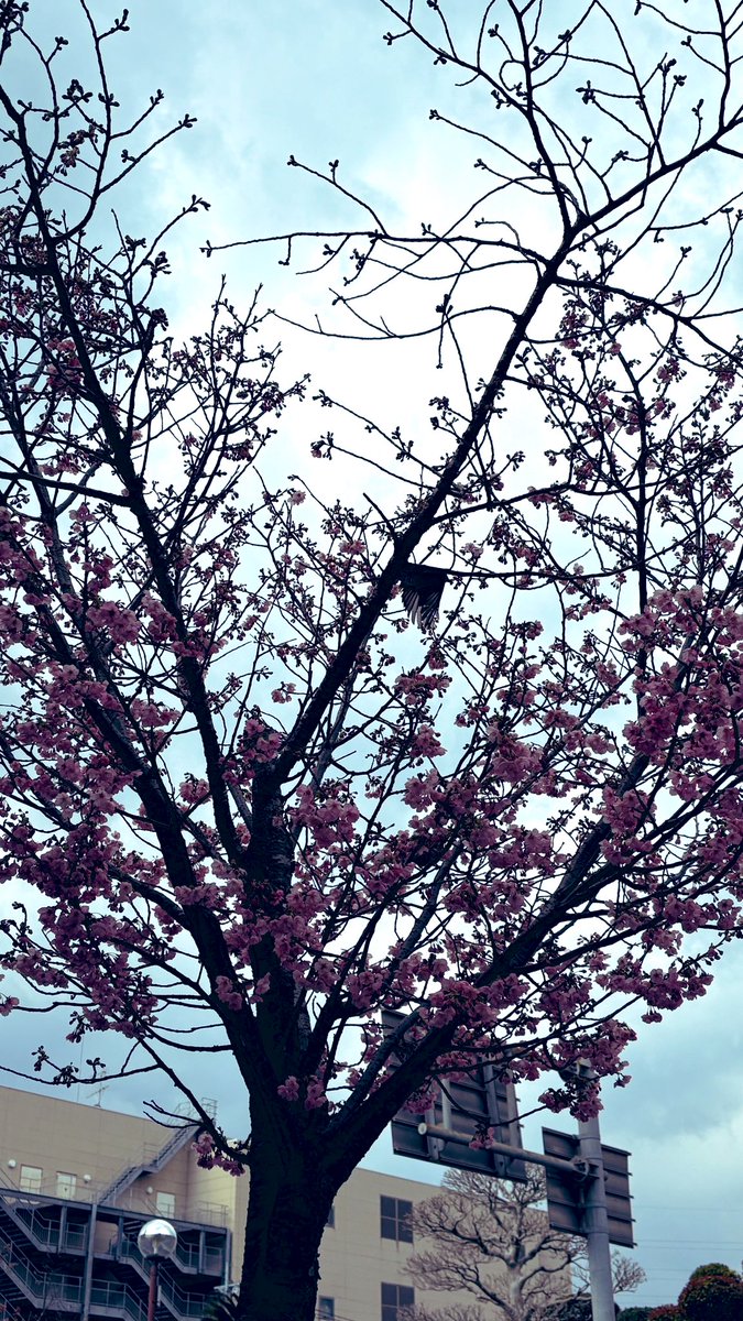 おはようさまです😃
Mu-Chaiのややです🌼  

最近は曇り模様が多めの霧島です☁️

晴れたらお花見行きたいな🌸
お花見は運気上昇イベントなので
みなさまもぜひ🤗

桜を眺めながら1人でお弁当なんか食べるのも素敵🍱🌸

ではでは本日も
まずは自分をご機嫌に🫶 
ご縁と感謝を大切に🌼*･