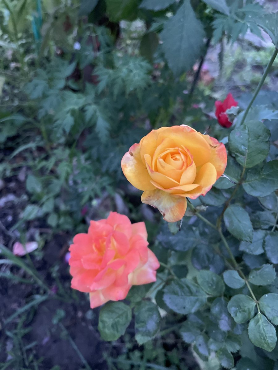 parmind40031385's tweet photo. Good morning 🌸🌷🌹 https://t.co/08MG7TJQ2q
