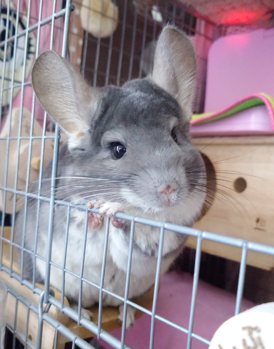 purinsannano's tweet photo. 🐭\  お は よ ♪ /

 #チンチラ https://t.co/nbaPcfcPPz